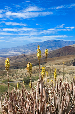 Vegetation and grasses on island of San Antao, Cape Verde Islands, Africa