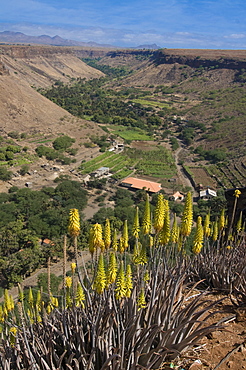 View over valley and blooms, Ciudad Velha (Cidade Velha), Santiago, Cape Verde Islands, Africa