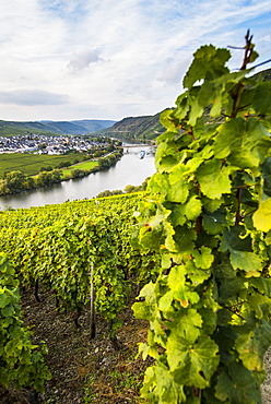 Vineyards around the Moselle at Trittenheim, Moselle Valley, Rhineland-Palatinate, Germany, Europe