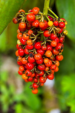 Close-up of red coffee berries (Rubiaceae) in the Botanic Garden of Bom Sucesso, Sao Tome, Sao Tome and Principe, Atlantic Ocean, Africa