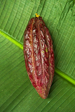 The cocoa bean (cacao bean) (Theobroma cacao), Plantation Roca Monte Cafe, Sao Tome, Sao Tome and Principe, Atlantic Ocean, Africa