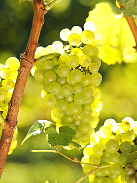 Ripe grapes on the vine, Niagara-on-the-Lake, Ontario, Canada, North America