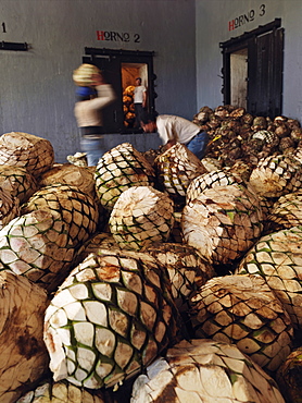 Workers loading blue agave plants to ovens for the production of tequila, Tequila, Jalisco, Mexico, North America