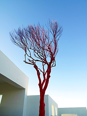 Bare red tree against a white building and blue sky, Mayan Riviera, Akumal, Yucatan, Quintana Roo, Mexico, North America