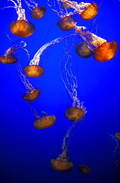 Black Sea Nettle, type of jelly fish, Monterey Aquarium, Monterey, California, United States of America, North America