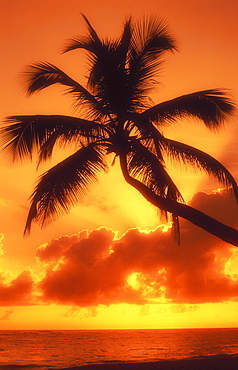 Sunrise on beach with palm tree, Bavaro Beach, Dominican Republic, West Indies, Caribbean, Central America