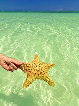 Hand holding starfish against a green colored sea and blue sky, Bavaro Beach, Punta Cana, Dominican Republic, West Indies, Caribbean, Central America