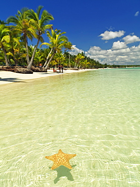 Starfish floating on placid water with blue sky and palm fringed beach, Bavaro Beach, Punta Cana, Dominican Republic, West Indies, Caribbean, Central America