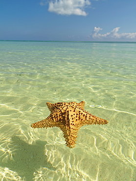 Starfish floating on placid water with blue sky, Bavaro Beach, Punta Cana, Dominican Republic, West Indies, Caribbean, Central America