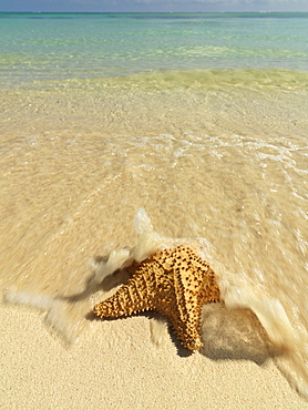 Starfish washed up on beach, Bavaro Beach, Punta Cana, Dominican Republic, West Indies, Caribbean, Central America