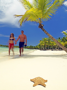 Couple walking towards a starfish washed up on white sandy beach, Bavaro Beach, Punta Cana, Dominican Republic, West Indies, Caribbean, Central America