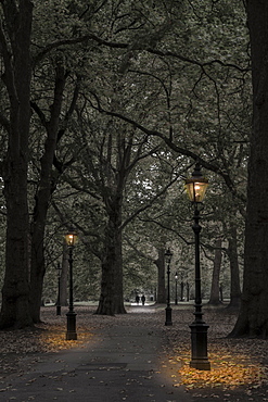 Green Park at dusk, Westminster, London, England, United Kingdom, Europe