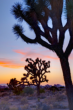 Joshua Tree National Park, California, United States of America, North America