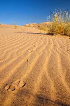 Kelso Dunes, Mojave National Preserve, California, United States of America, North America