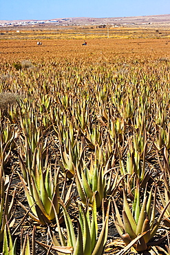 Aloe Vera plants at Savimax finca and factory, known for its tours and shop, Valles de Ortega, Fuerteventura, Canary Islands, Spain, Europe