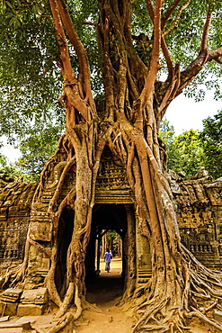 Gopura tower entrance door with lithophyte strangler fig roots, 12th century Ta Som temple, Ta Som, Angkor, UNESCO World Heritage Site, Siem Reap, Cambodia, Indochina, Southeast Asia, Asia