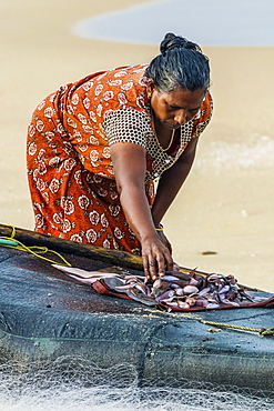 Woman sorting small fish on simple fishing raft at popular Marari Beach, Mararikulam, Alappuzha (Alleppey), Kerala, India, Asia