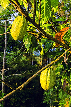 Green pods whose seeds are used to make chocolate, on a cocoa tree (Theobroma cacao), Muthuvankudi, Munnar, Kerala, India, Asia