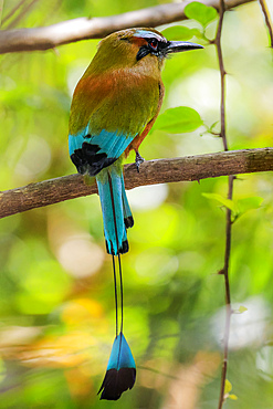 Guardabarranco (turquoise-browed motmot), national bird of Nicaragua, in the Biological Reserve, Nosara, Guanacaste, Costa Rica, Central America