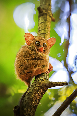 Spectral Tarsier (Tarsius tarsier) one of the smallest primates, now endangered, insect eating and nocturnal, Tangkoko National Park, Minahasa Highlands, North Sulawesi, Indonesia, Southeast Asia, Asia