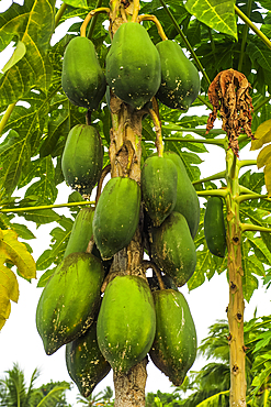 Tree laden with ripening green papaya, an important common tropical fruit, Ulu, Siau Island, Sangihe Archipelago, North Sulawesi, Indonesia, Southeast Asia, Asia