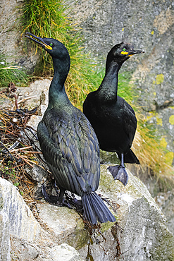 Breeding pair of Shags (Gulosus aristotelis) by their nest on cliffs at Braes peninsula. Similar to cormorants but smaller, greenish & crested & more scarce - it is red listed. The Braes, Portree, Skye, Inner Hebrides, Scotland, UK.