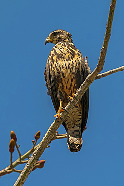 Broad-winged hawk (Buteo platypterus) small raptor, common in the Americas as far south as Brazil, Playa Garza, Nosara, Guanacaste, Costa Rica