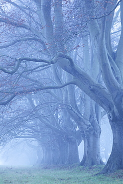 Beech avenue, Kingston Lacy, Dorset, England, United Kingdom, Europe