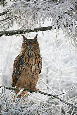 Eurasian Eagle Owl (Bubo bubo) in wintry frost-covered forest