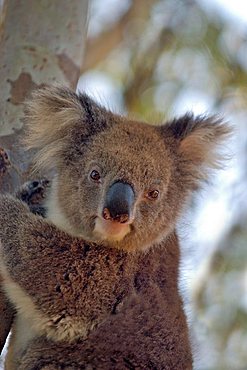 a coala near the Stokes Bay Kangaroo Island Australia