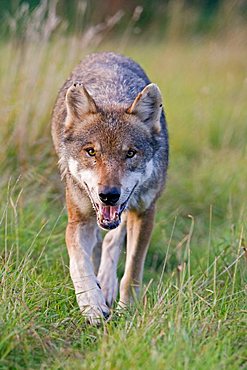 Eurasian Wolf (Canis lupus lupus)