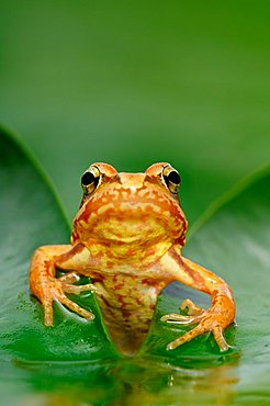 Common frog (Rana temporaria), juvenile