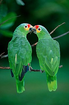 Red-lored Amazons, Honduras / (Amazona autumnalis autumnalis)