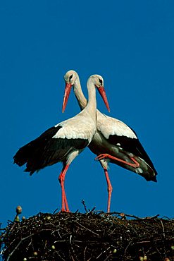 White Storks, pair, Germany / (Ciconia ciconia)