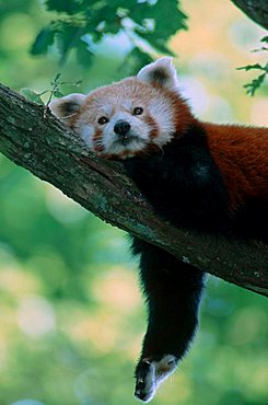 Red Panda (Ailurus fulgens)