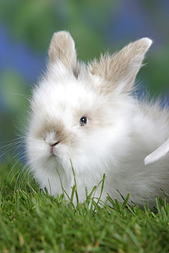 Young Teddy Lop-eared Rabbit, 5 weeks