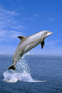 Bottlenose Dolphin (Tursiops truncatus)