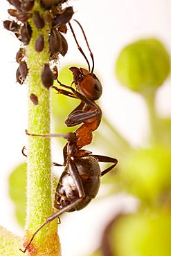 wood ant (Formica rufa) with Black Bean Aphid (Aphis fabae)