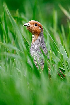 Grey Partridge (Perdix perdix), rooster looking out of a meadow