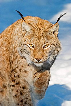 European lynx in snow (Lynx lynx)
 Bavaria, Germany