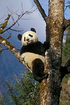 Great Panda (Ailuropoda melanoleuca) climbing tree, Wolong Valley, Himalayas, China, Asia