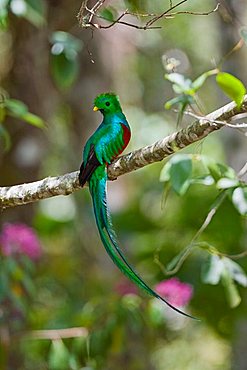 Resplendent Quetzal (Pharomachrus mocinno costaricensis) male in tropical rainforest, Costa Rica, Central America