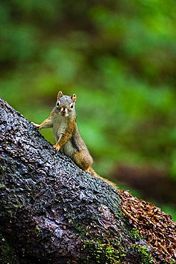 Douglas squirrel (Tamiasciurus douglasii), Mitkof Island, Southeast Alaska, Alaska, USA, North America