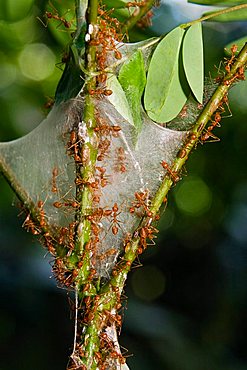 Weaver Ants (Oecophylla) in the rainforest, Havelock Island, Andaman Islands, India