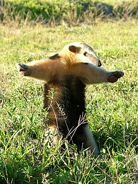 Small anteater (Tamandua tetradactyla) defending itself, Gran Chaco, Paraguay