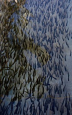 Young Chinook or King Salmon, Salmon fry, Department of Fisheries and Oceans, DFO, McIntyre Creek hatchery, Whitehorse, Yukon Territory, Canada, North America