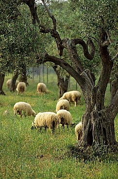 sheep feeding under olive trees, Samothraki island, Thrakia, Greece