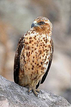 Galapagos Hawk (Buteo galapagoensis), the only day-active bird-of-prey of the Galapagos Islands, Espanola Island, Galapagos, Ecuador, South America