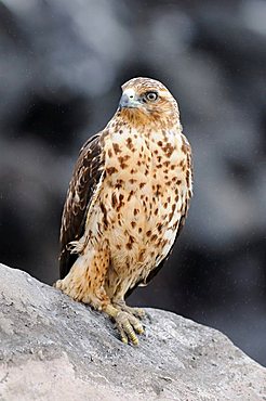 Galapagos Hawk (Buteo galapagoensis), the only day-active bird-of-prey of the Galapagos Islands, Espanola Island, Galapagos, Ecuador, South America