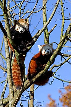 Munich, GER, 28. Oct. 2005 - Red Panda (lat. Ailurus fulgens), picture was taken in zoo Hellabrunn in Munich.